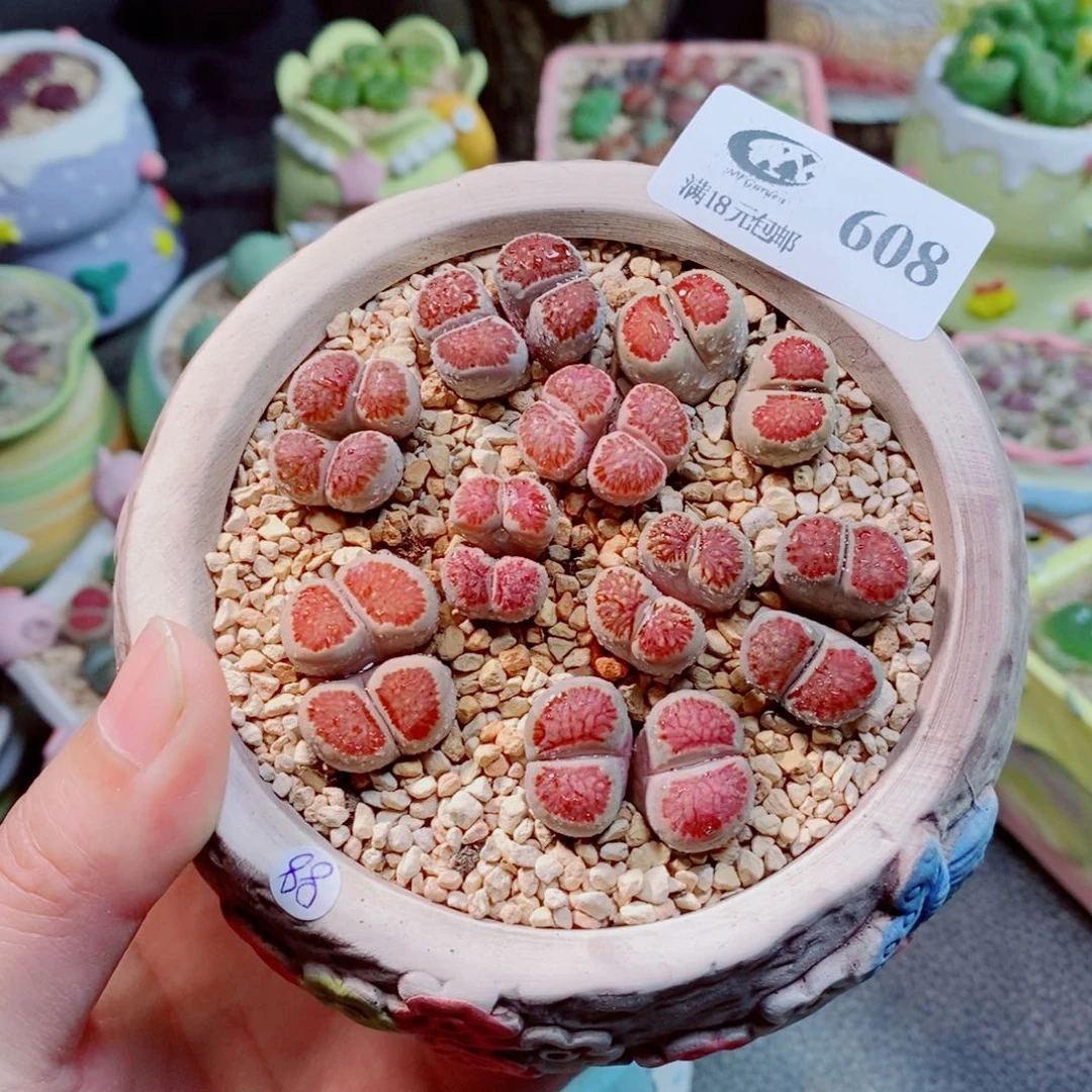 生石花花花花花花608