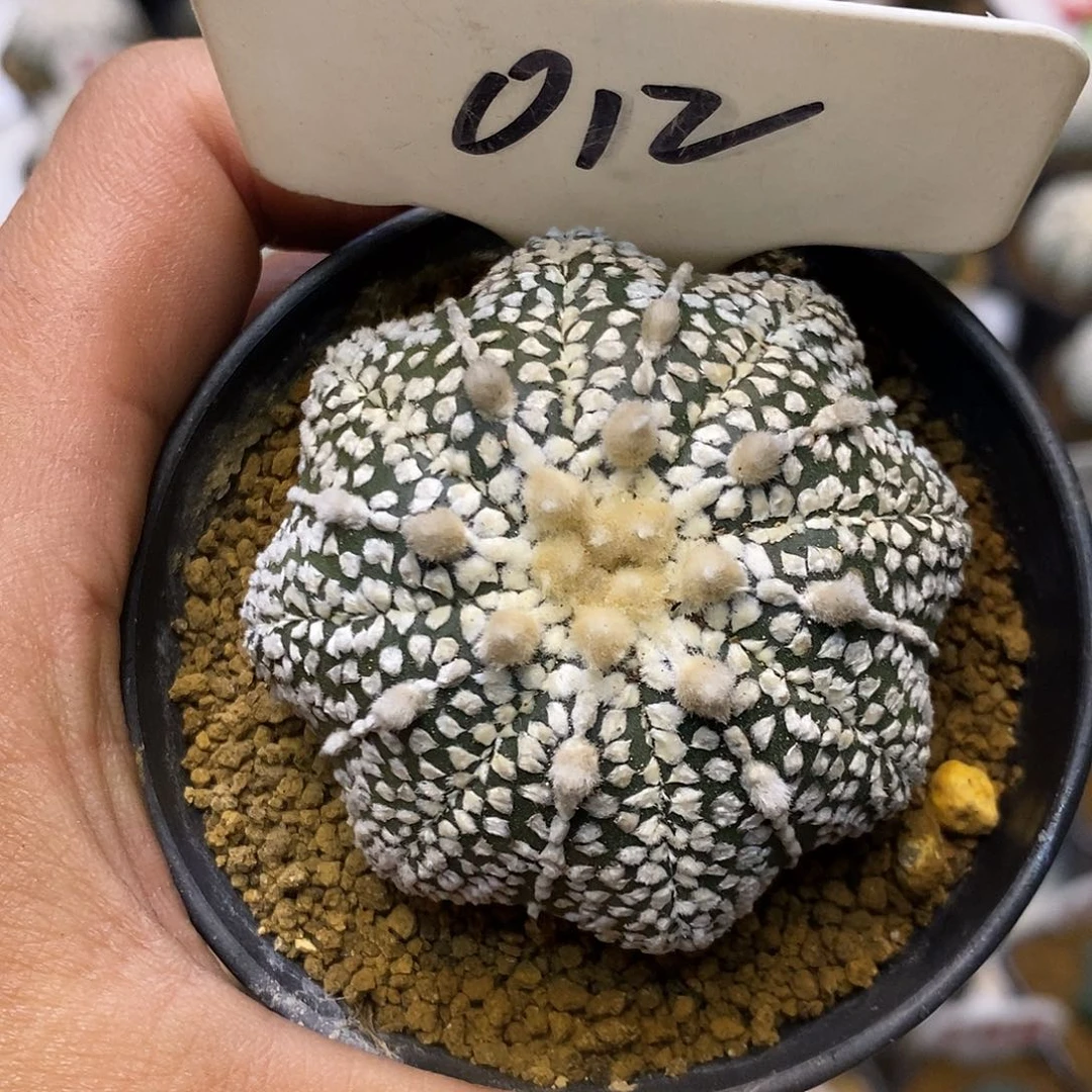 012奇迹福利特价来了