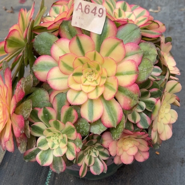 649荔枝23厘米左右