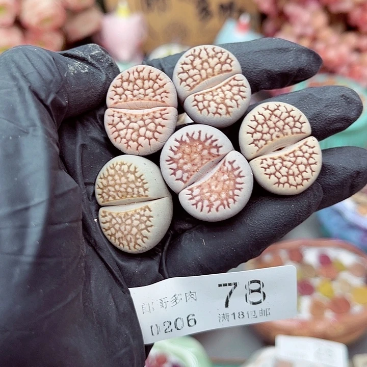 生石花满18包邮6-78