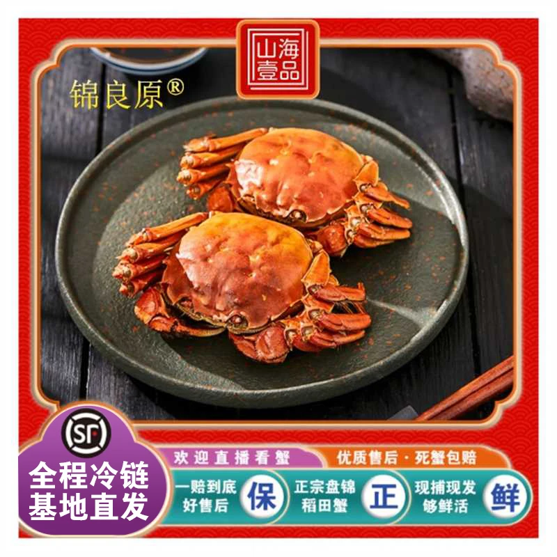 盘锦河蟹全母蟹【活蟹】2斤装 1.3-1.0两/只 盘锦稻田蟹  基地直发 顺丰发货