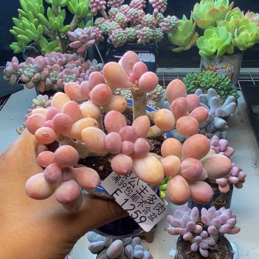 259香水手指奶多肉7c m
