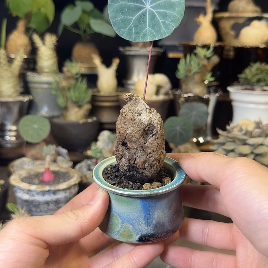 一物一拍老家一叶龟180