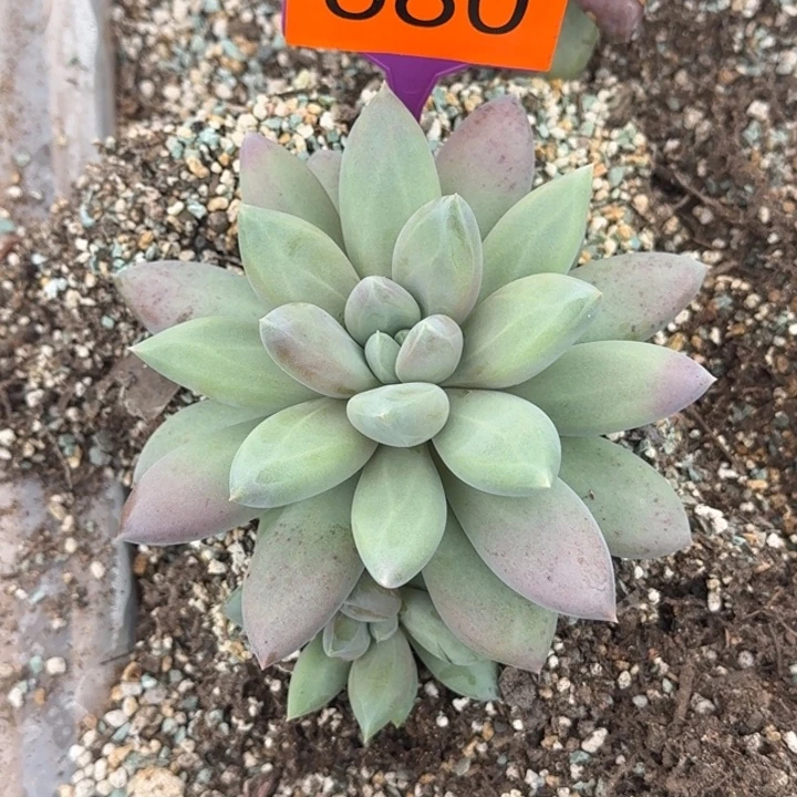 半***夏多肉植物胖体哥特580