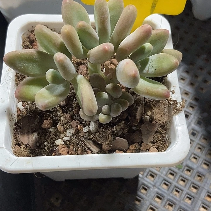 多肉植物芒果奶724