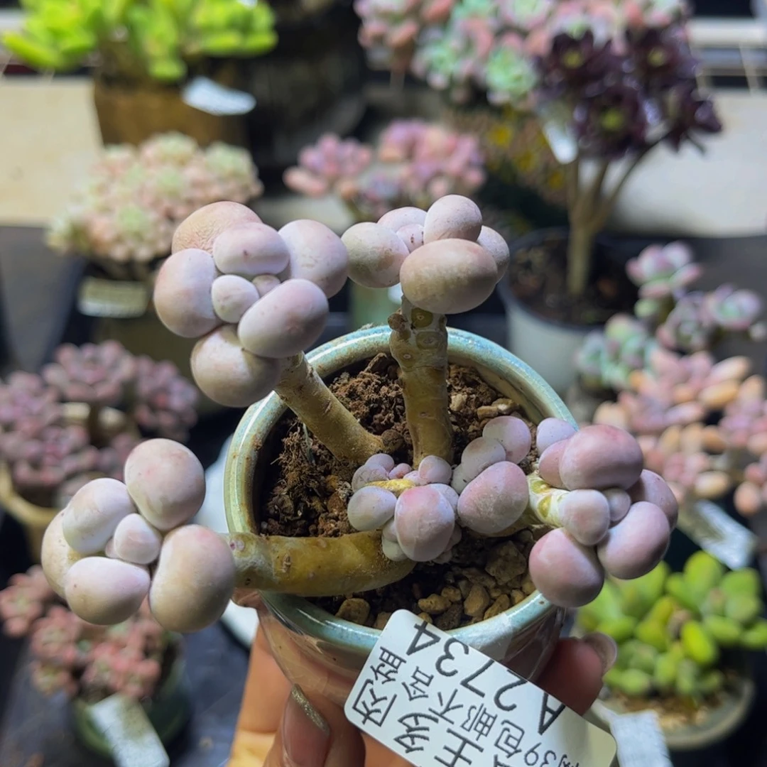 芭比奶酪2734/8cm多肉