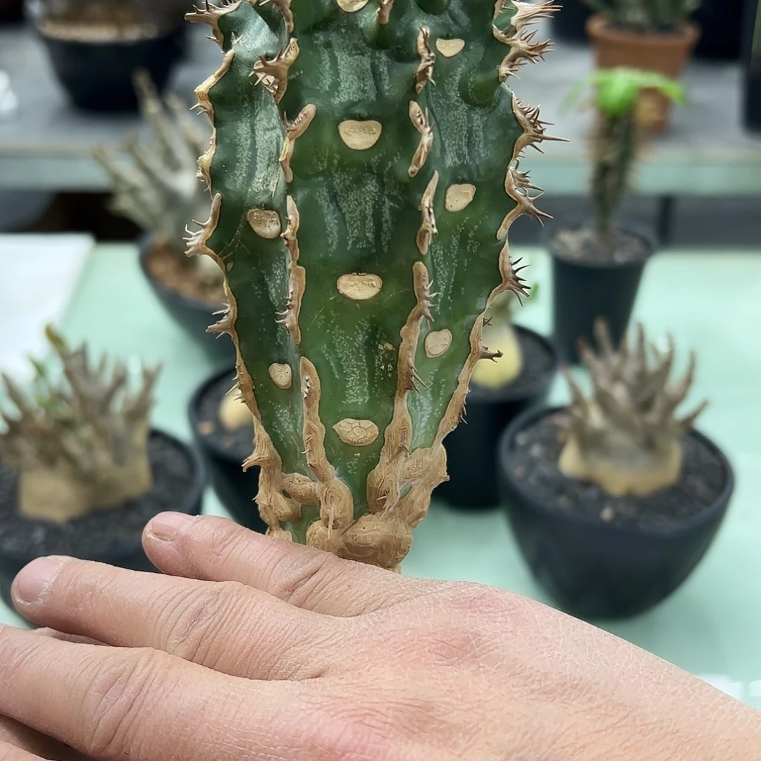 我*K喷火龙大戟778888888