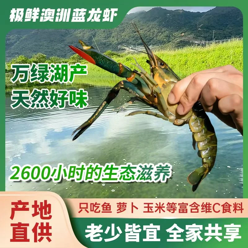 【渔极鲜】蓝龙虾-活虾发货死虾包赔澳洲蓝龙小龙虾全国顺丰包邮