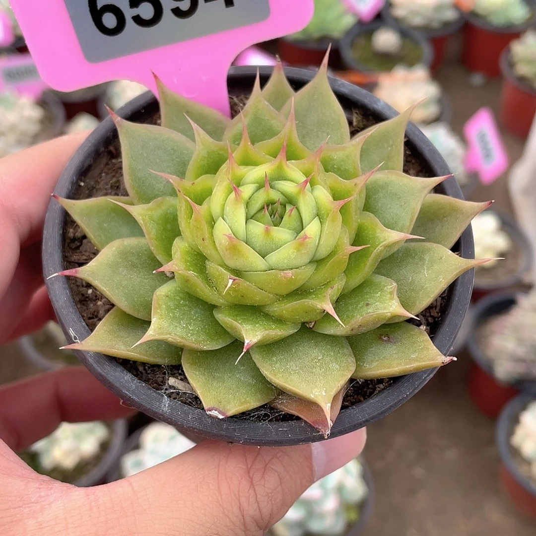 海胆6594号多肉植物