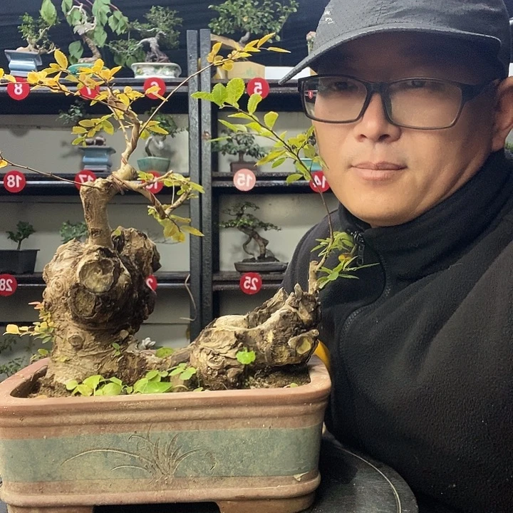 市***客无花朵小叶榔榆一个