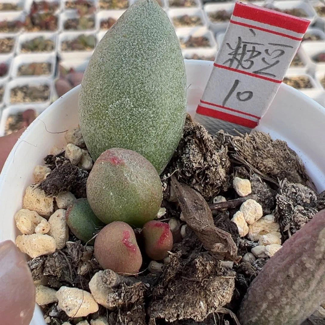 糖豆多肉植物水泡