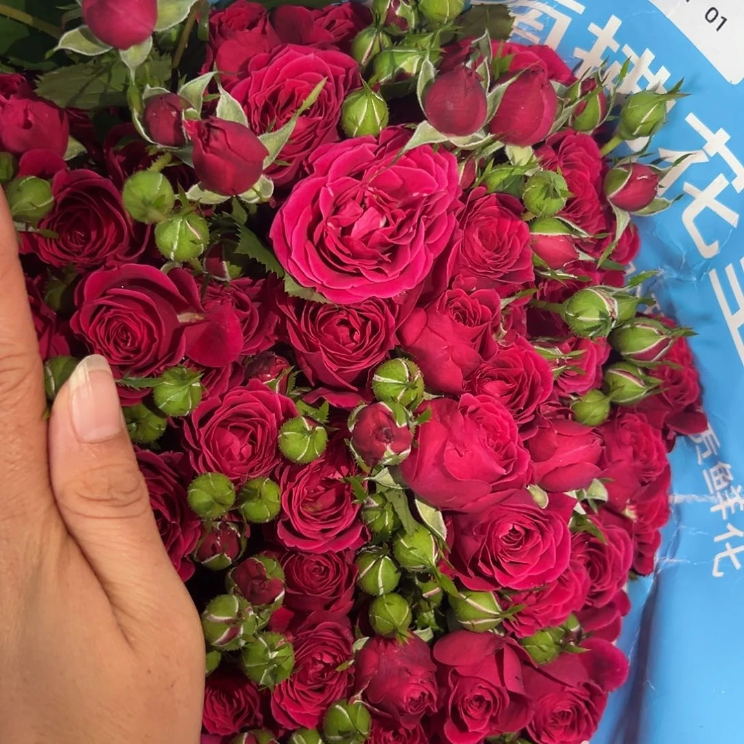 炽天使 60-65cm 10支装 拍满三单包邮