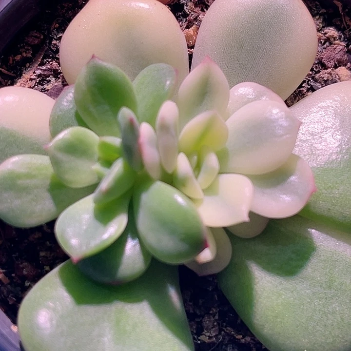 尚品园艺三文鱼锦底座