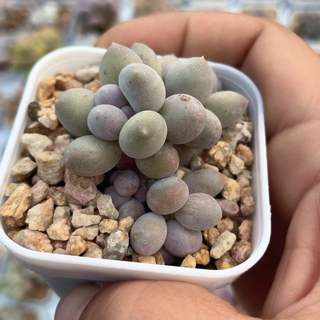 溜溜球 5口盆 脱土发货