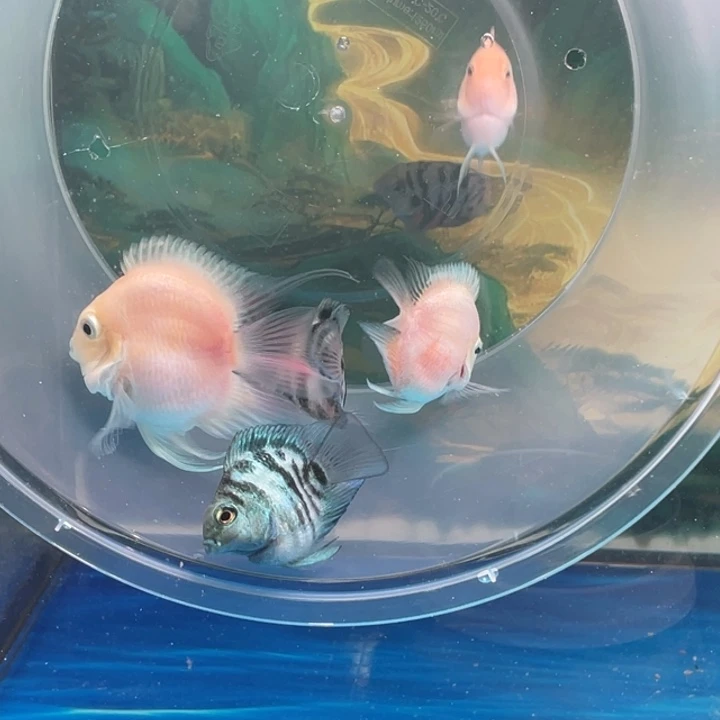 鹦鹉鱼白金一对，宝蓝一对