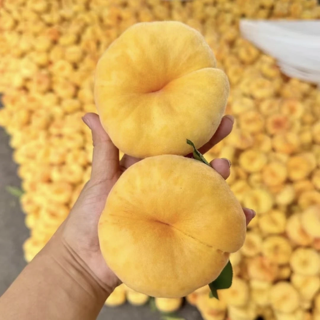 正宗沂蒙山蒙阴黄毛蟠桃现摘现发