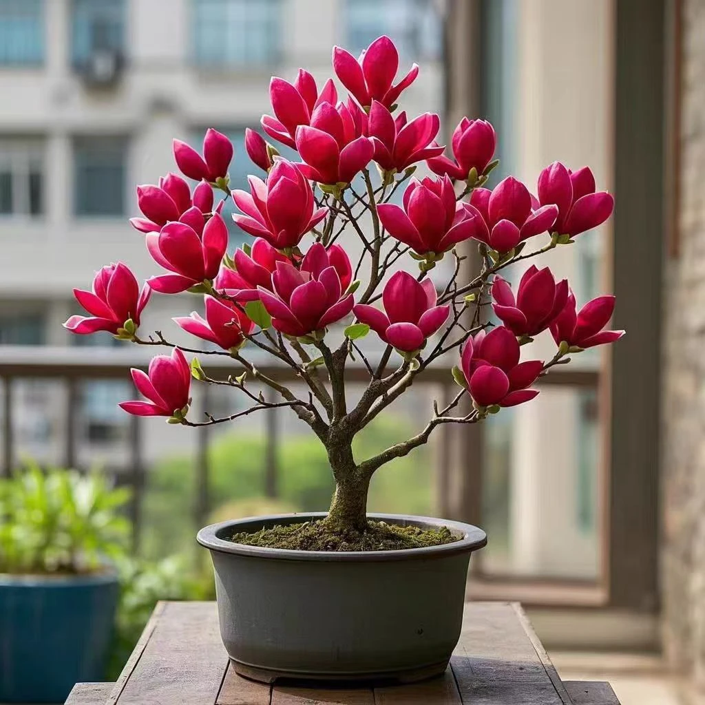 新品玉兰花矮化品种三季开花浓香型盆栽地栽阳台庭院