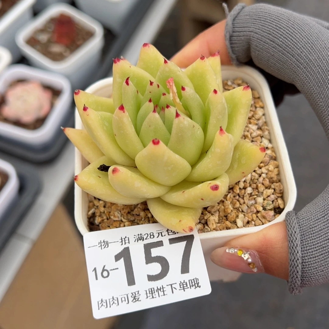 黄金玛利亚多肉多肉多肉多肉多肉