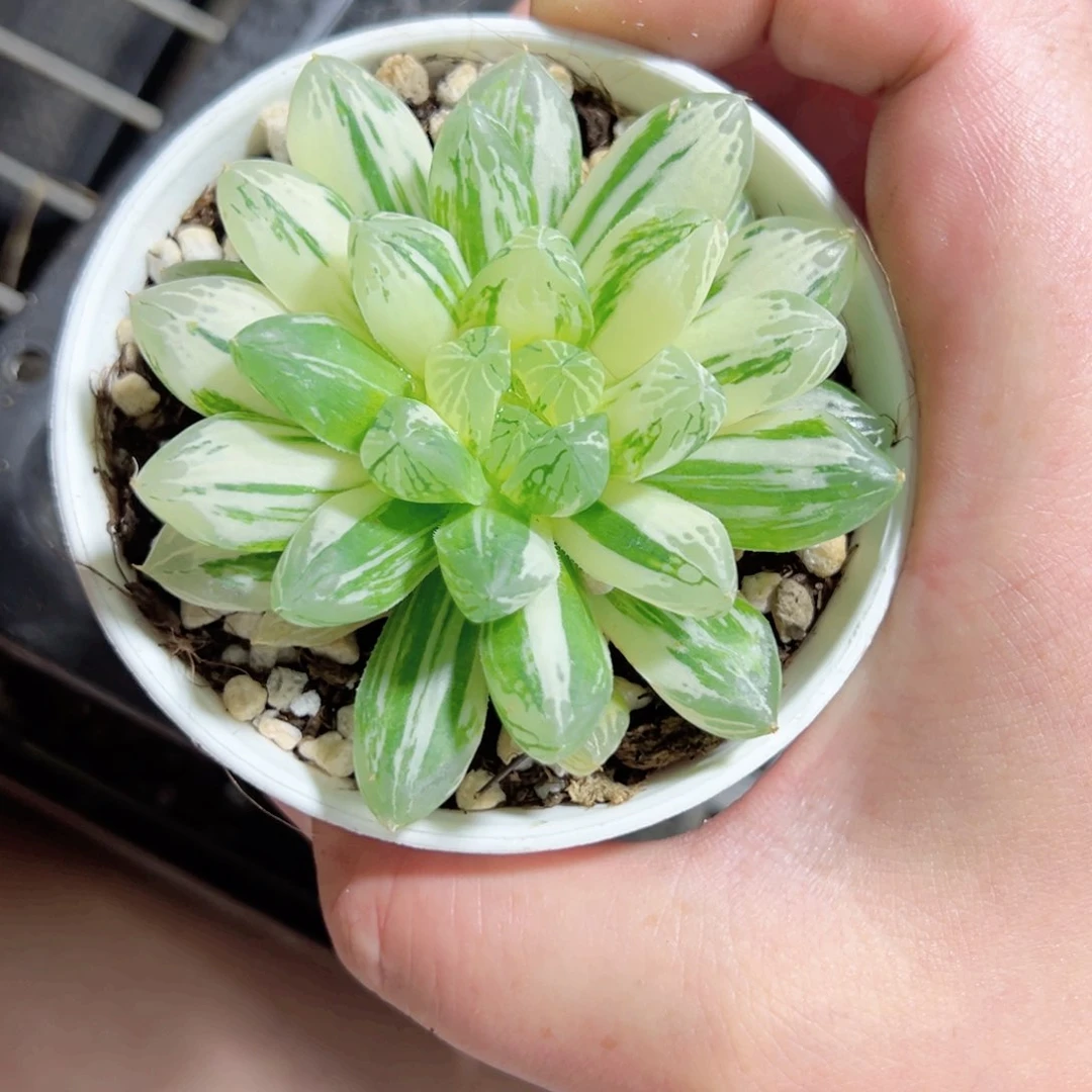 云****在3378多肉植物一颗