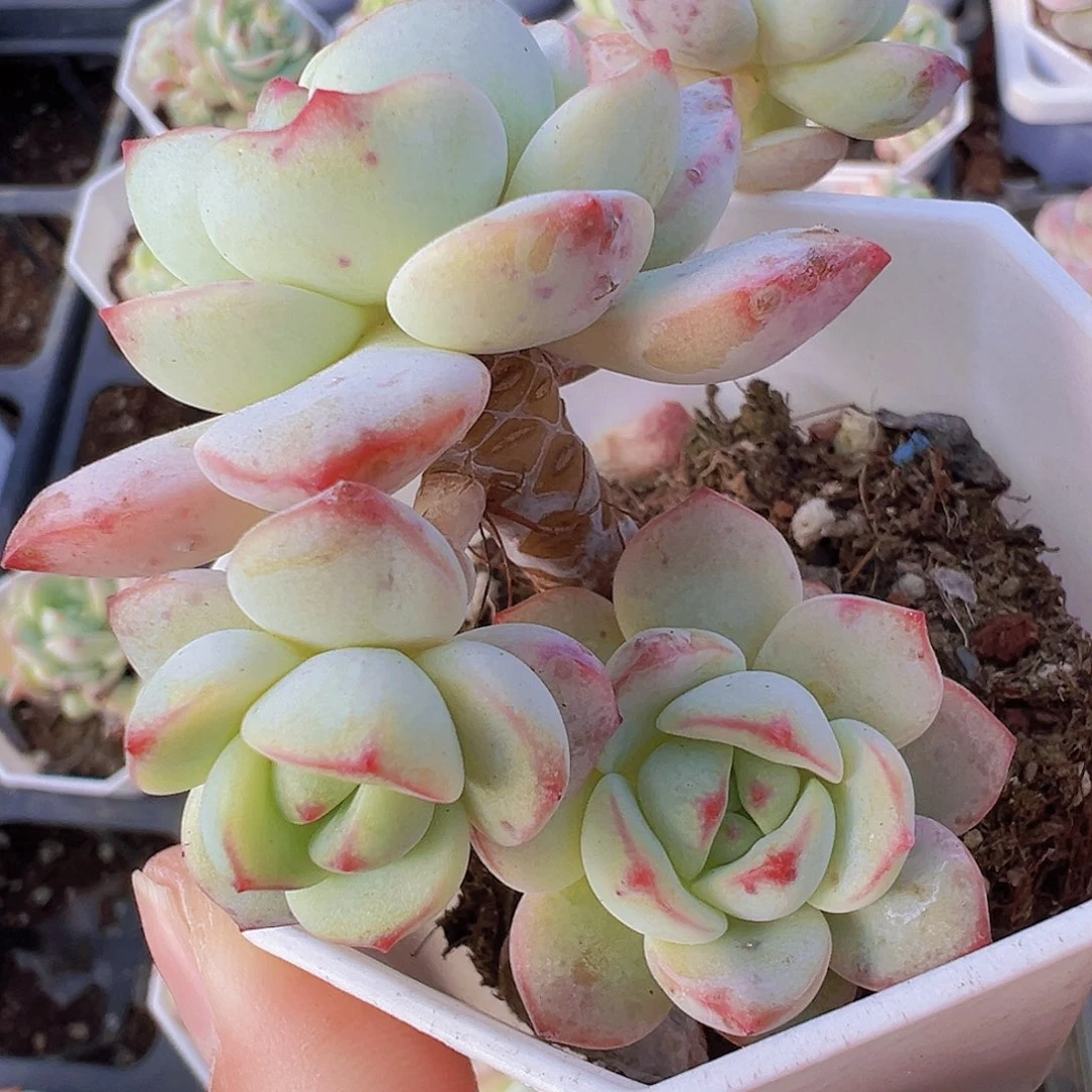 老桩香草19包邮多肉植物