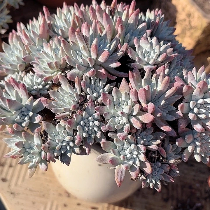 仙女杯多肉植物提取