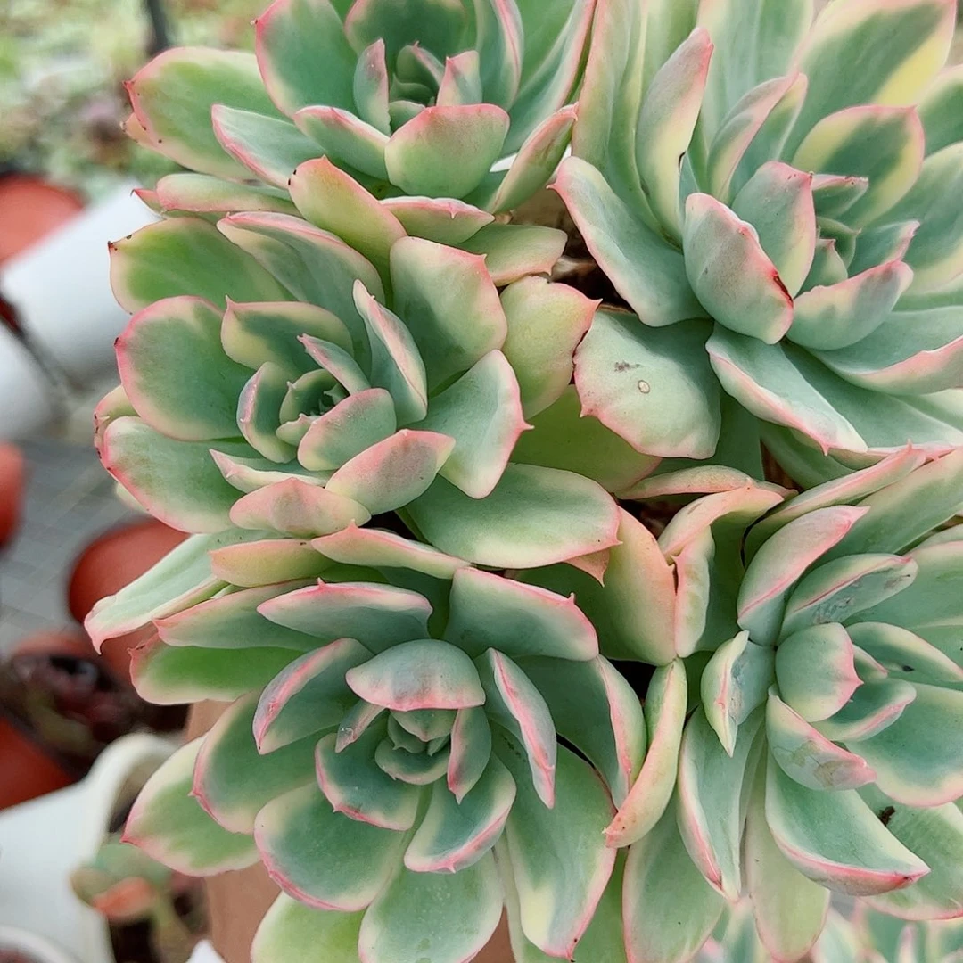 绮罗仙子锦多头群生老桩