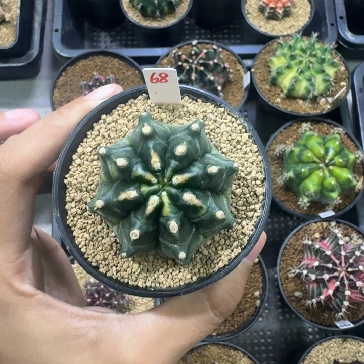 米哈锦福利捡漏啦