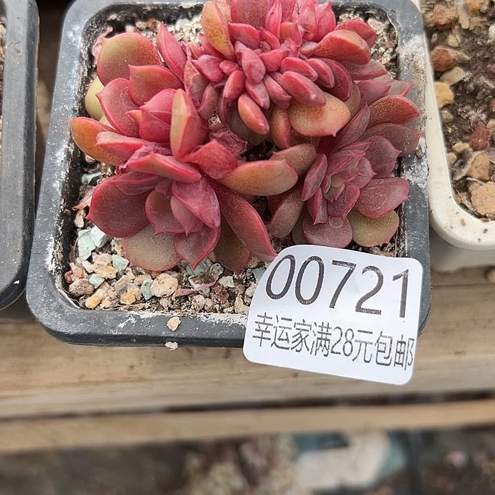 幸运儿是一位非常优秀幸运