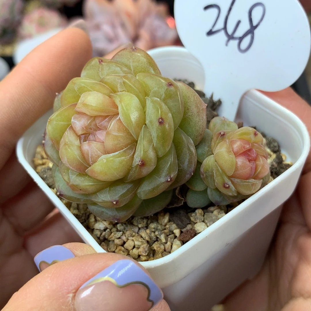 油透暗纹珍妮群248