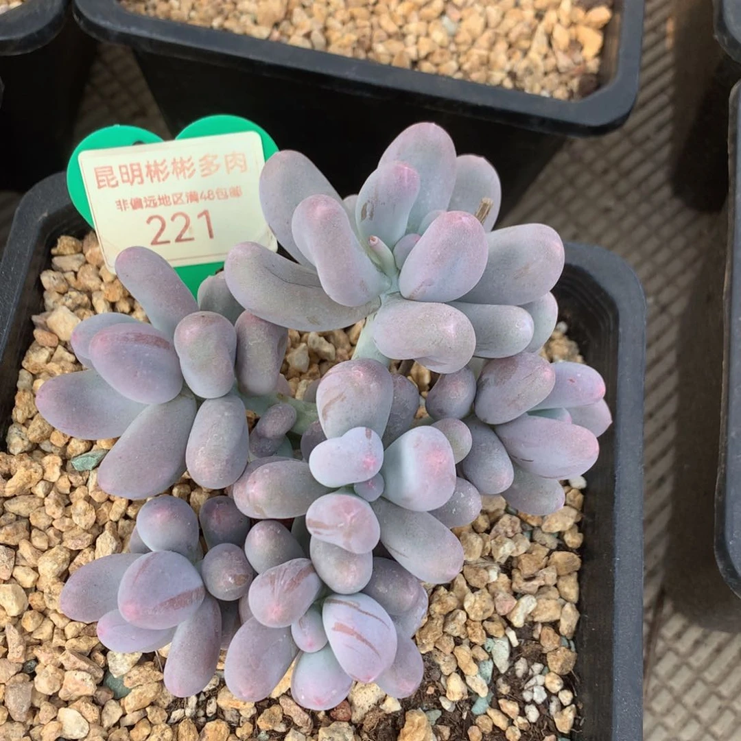 米可奶无砍老桩221