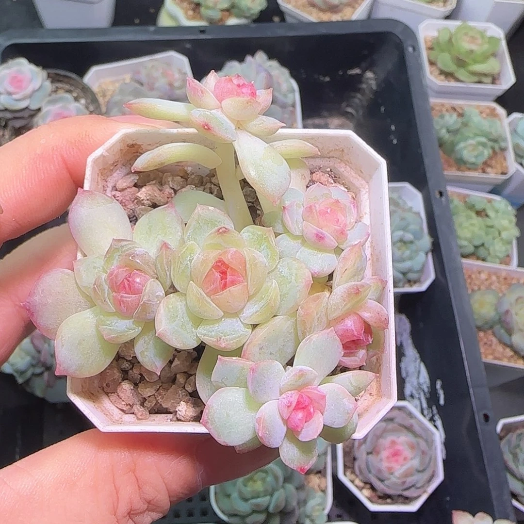 t***9琴心多肉植物特价有砍