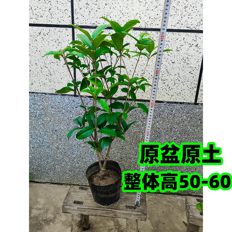 【原盆原土】四季桂花 开花浓香 阳台室内种植庭院露天苗