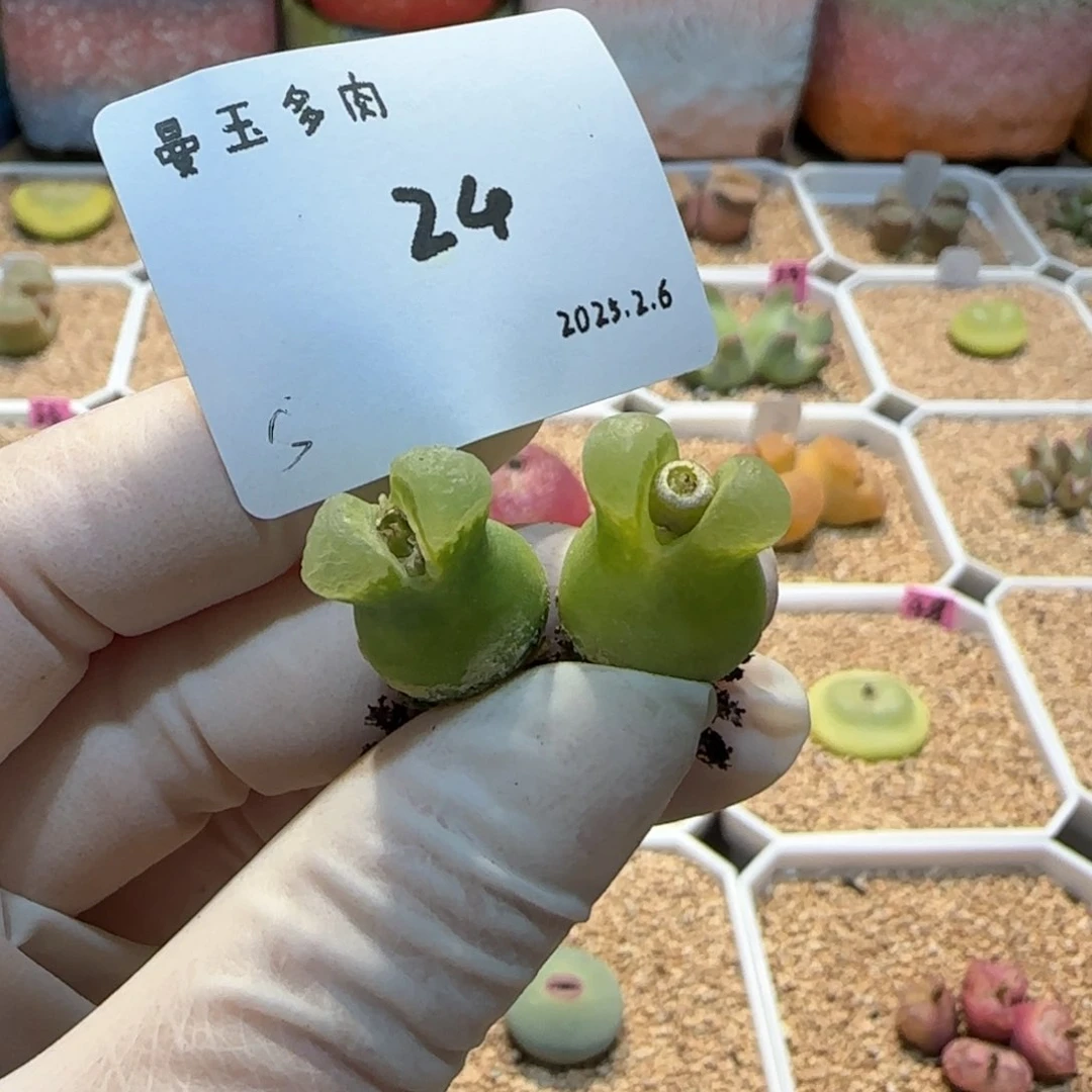 面**人多肉多肉多肉2.6-024面包超人