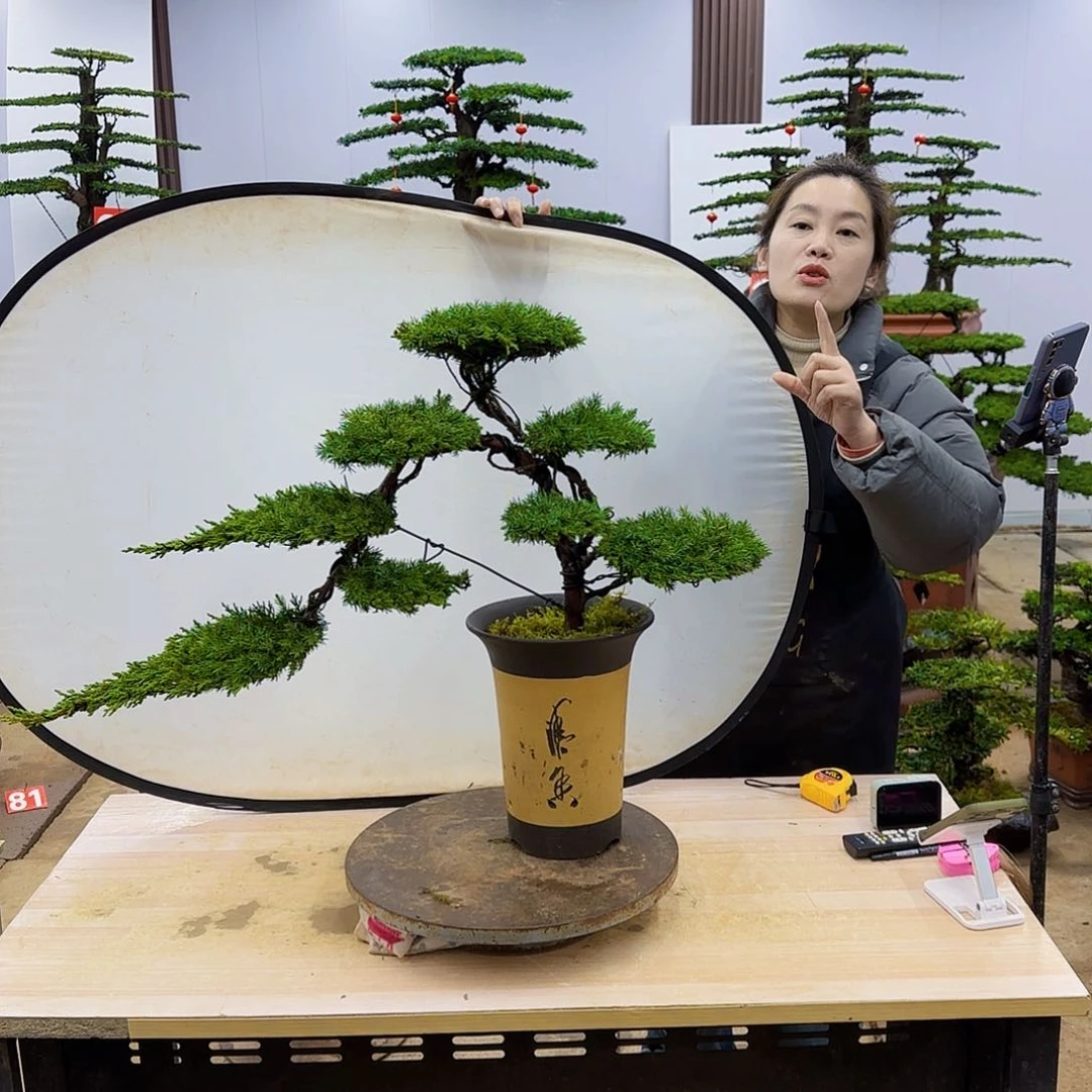 盆景直播间一物一拍