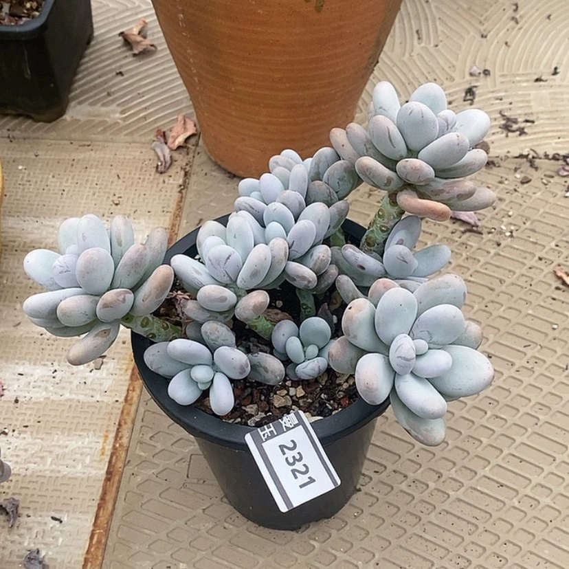 【闪购商品】鸡蛋奶2321