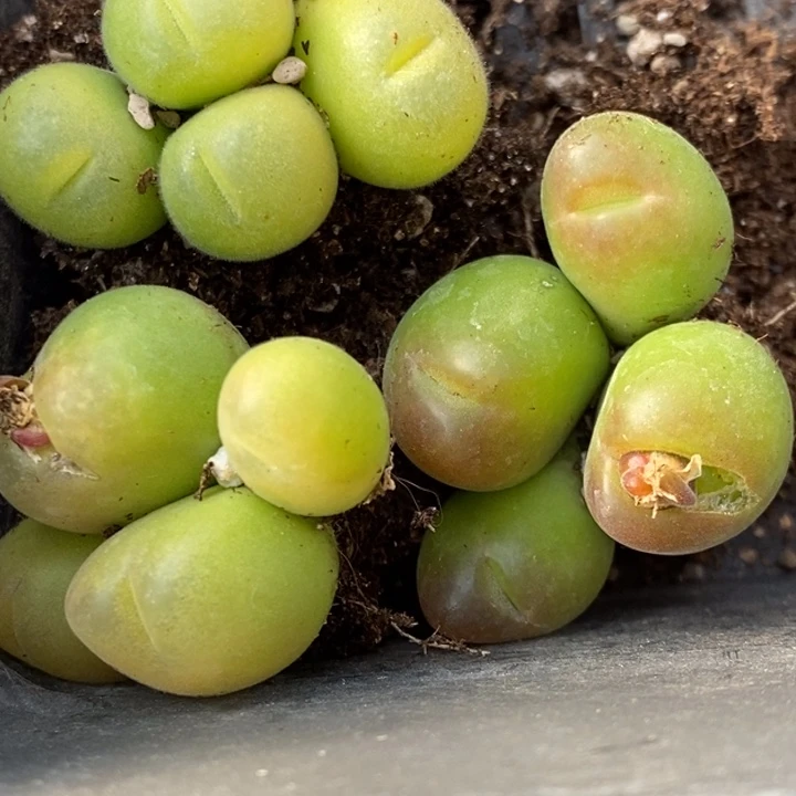 1826四头毛翠滴一群