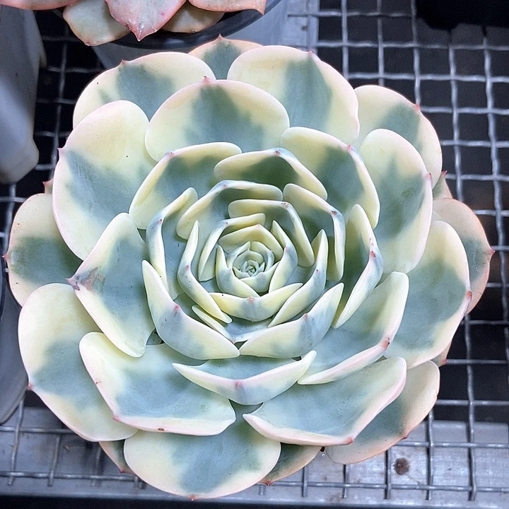 K***葱玉蝶锦多肉植物的