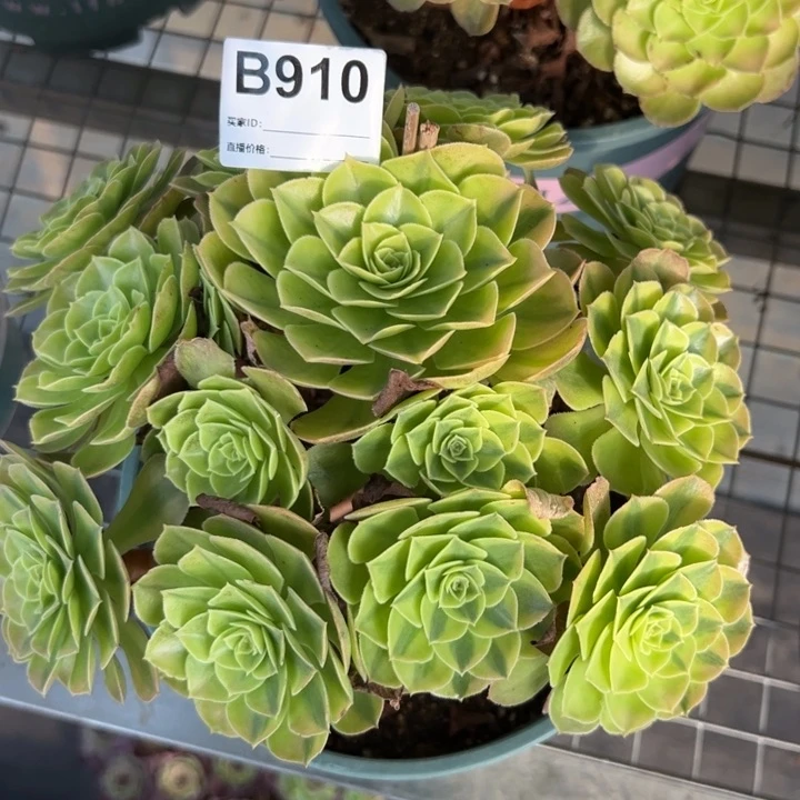 910雨荷20厘米左右