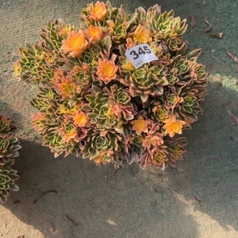 朵*345甜茶朵朵多肉