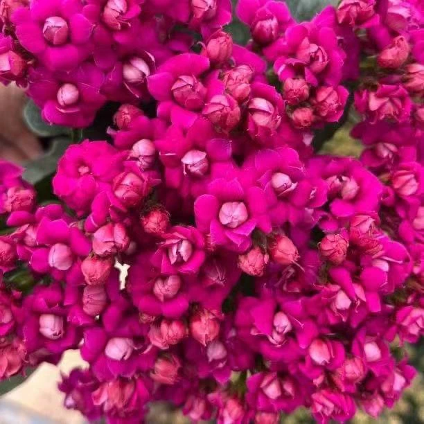 【紫鸢】110盆长寿花