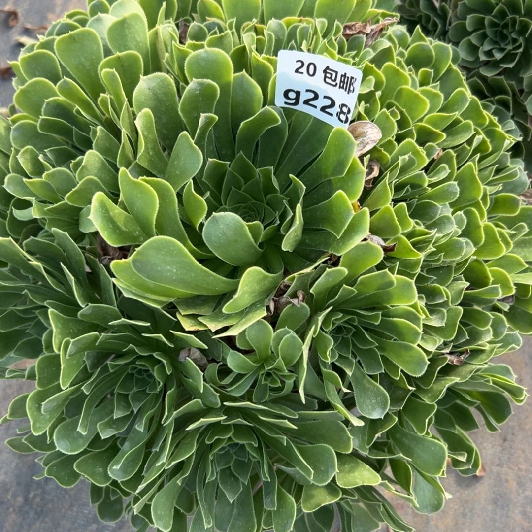 228绿色心情，满20包邮嘟叮熊