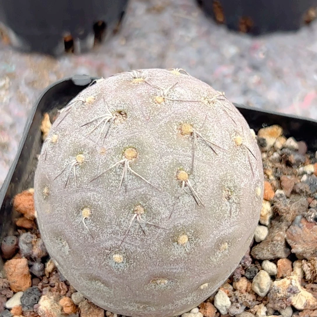 足球 习志野仙人球