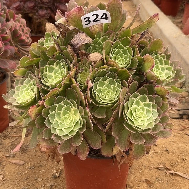 海王粉体多肉植物324