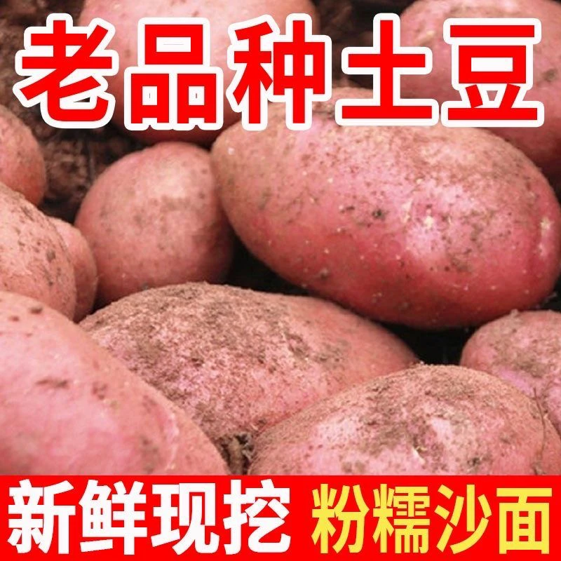 2025云南新鲜红皮黄心土豆马铃薯现挖包面包粉