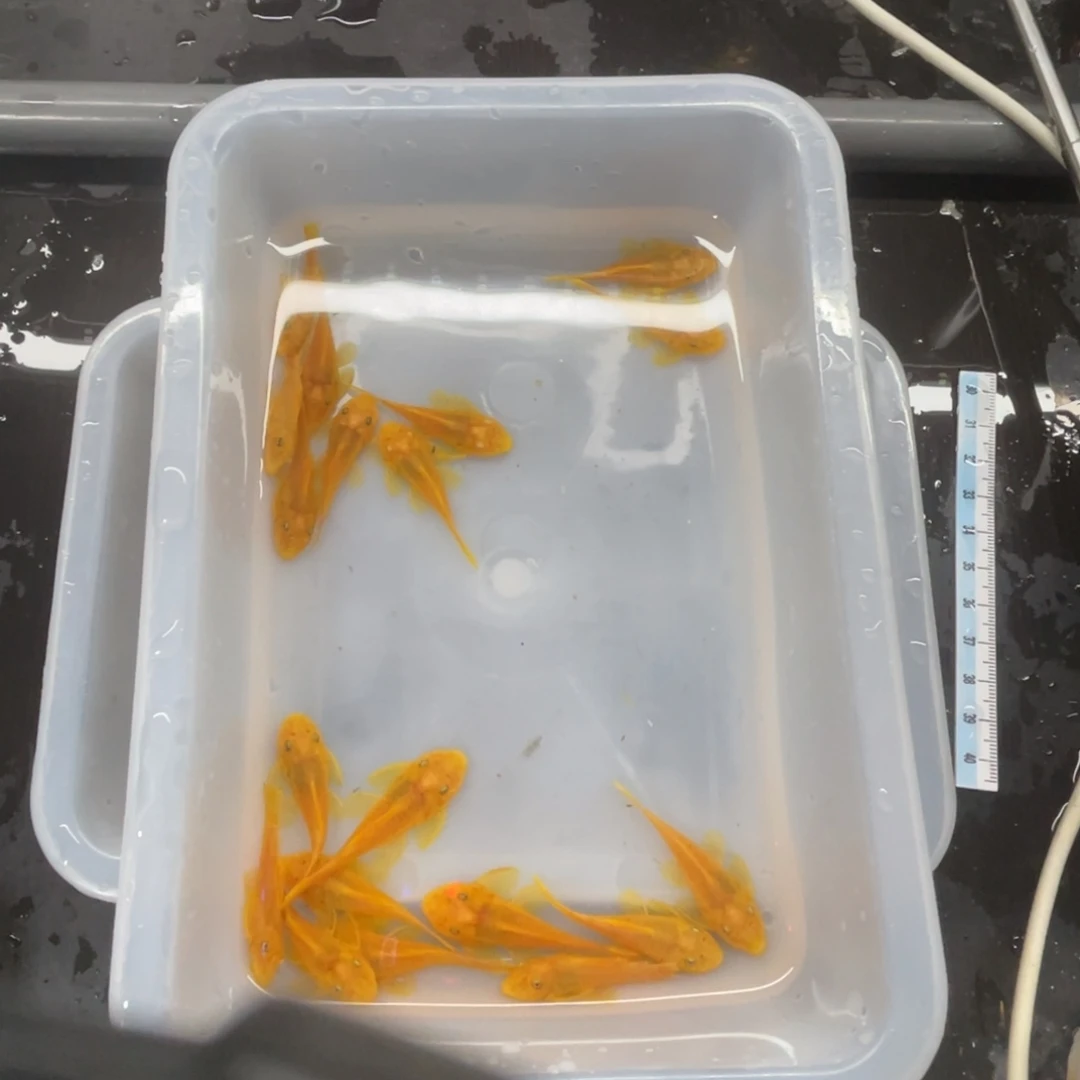 清道夫鱼中号胡子20条开箱视频报损