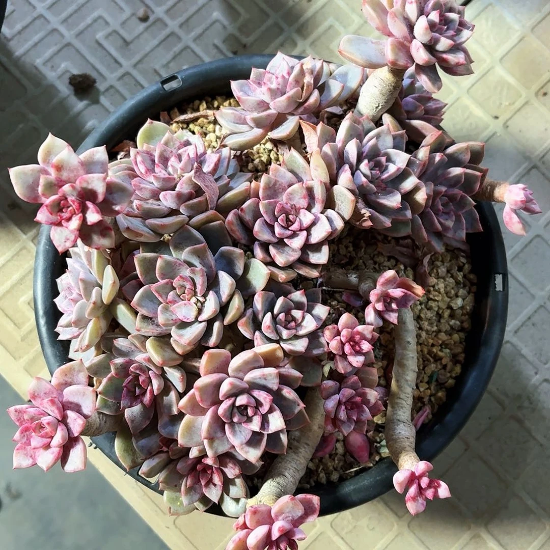 000000000000000000000000009