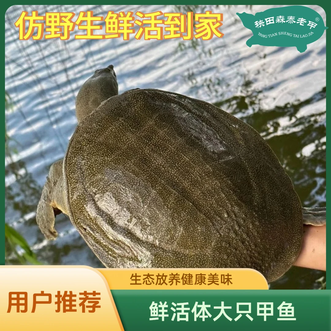 【2.3-2.6/只】2只4.5斤清仓甩卖外塘生态甲鱼仿野生水鱼包邮包活