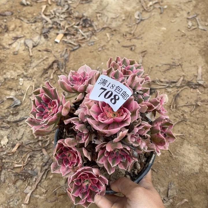 708粉女巫小手捧2