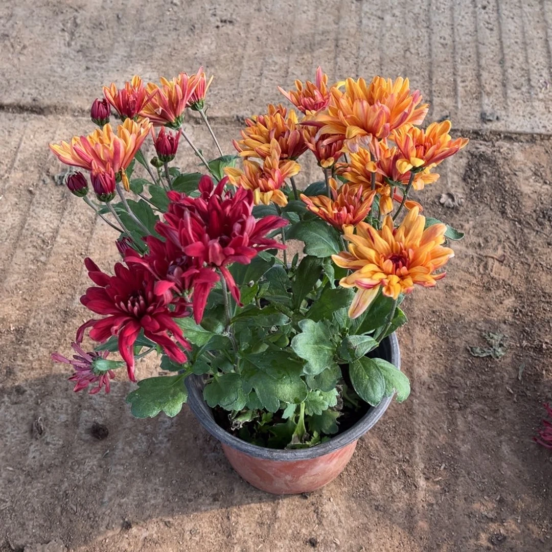 完全开放双色荷兰菊