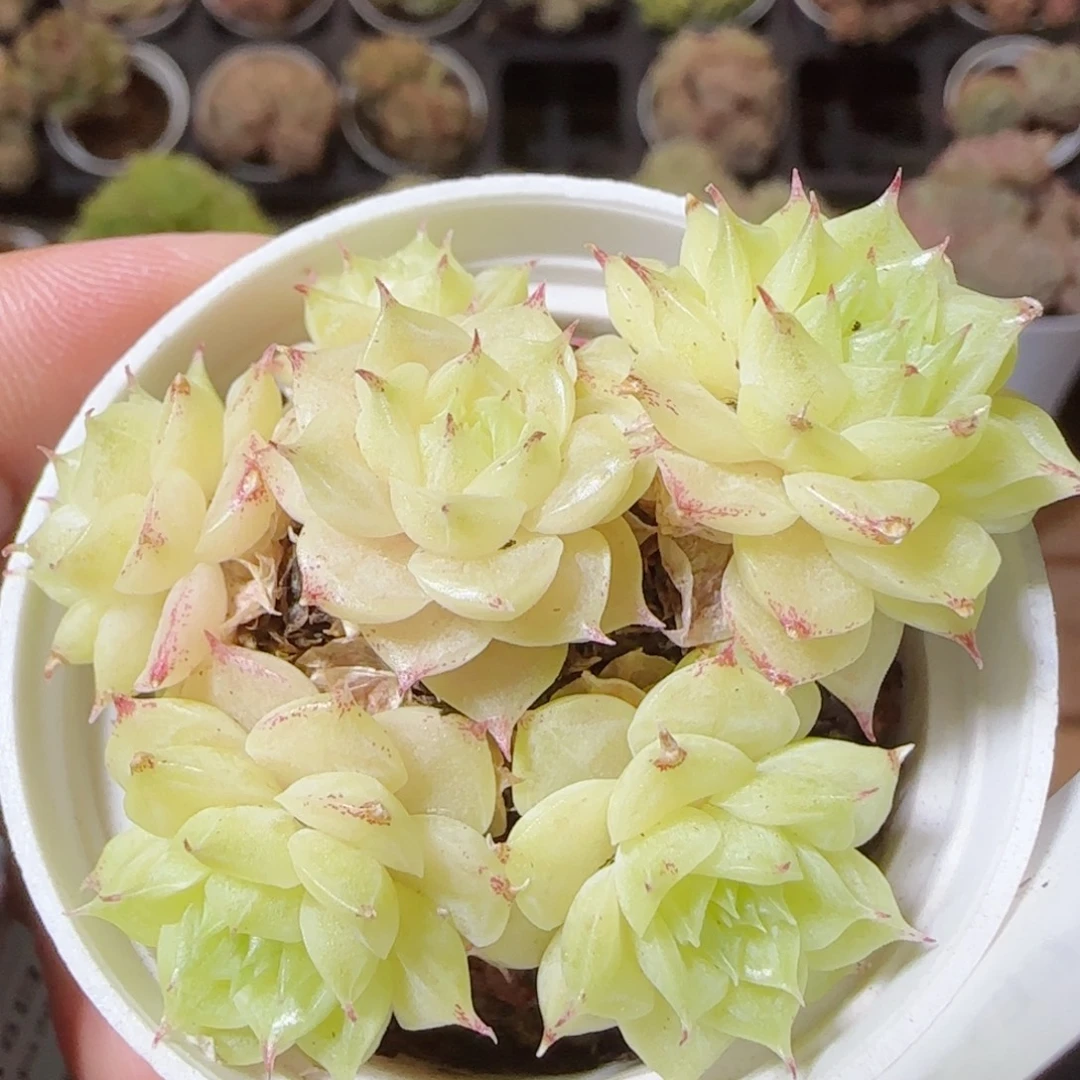 花语逸镜1118-187散